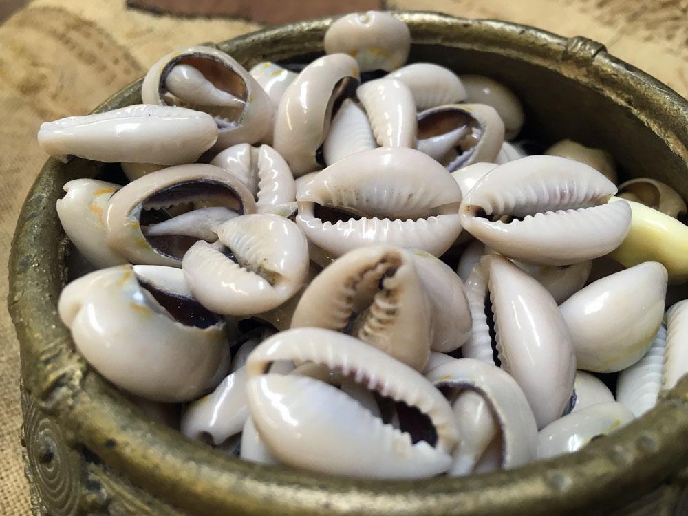 Cowrie Shells Cowrie Shells (100 Grams) Blue, Cream Beige, Orange